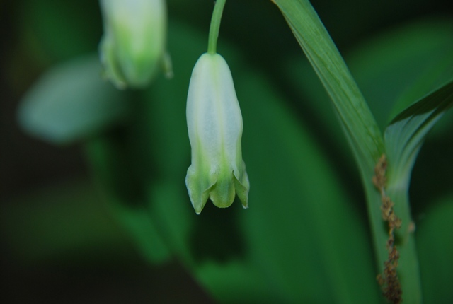 Polygonatum odoratum - Sigillo di Salomone